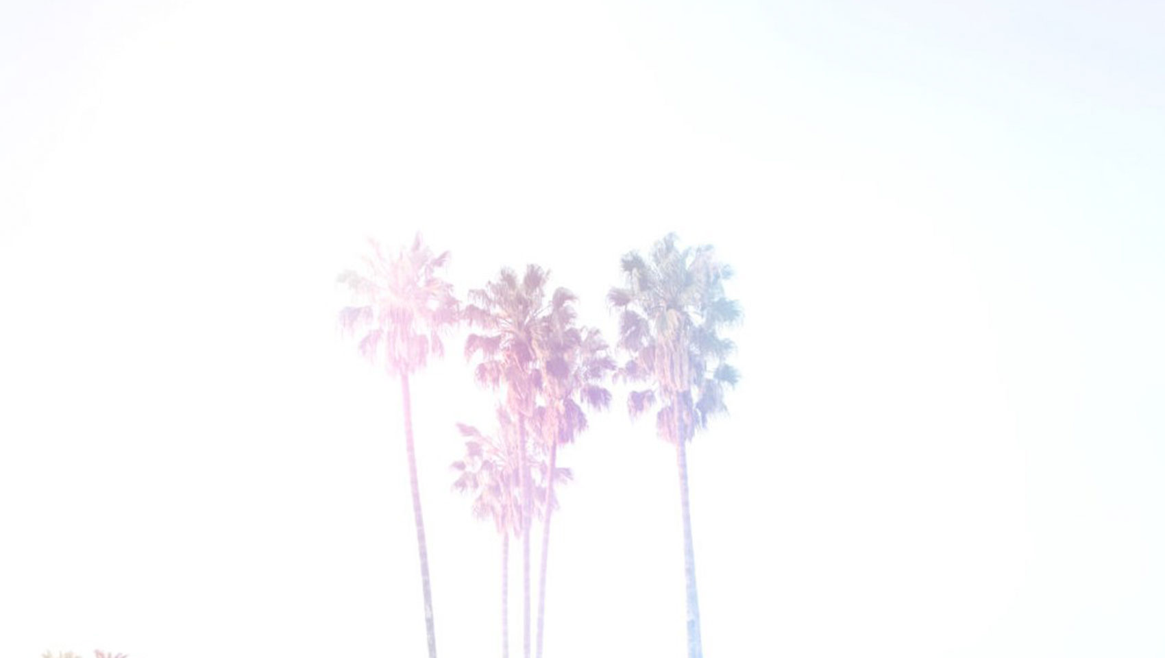 palm trees