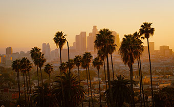 LA at sunset in the background with palm trees in the foreground